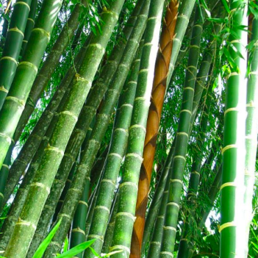 Columbia Giant Bamboo