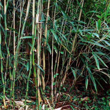 Plant Green Onion Bamboo