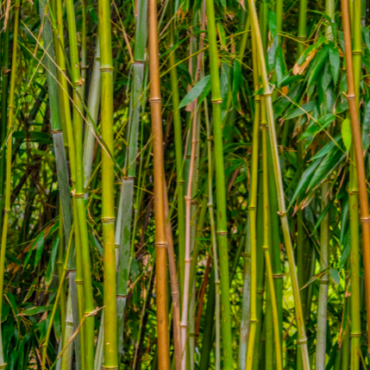 Plant Himalayan Bamboo