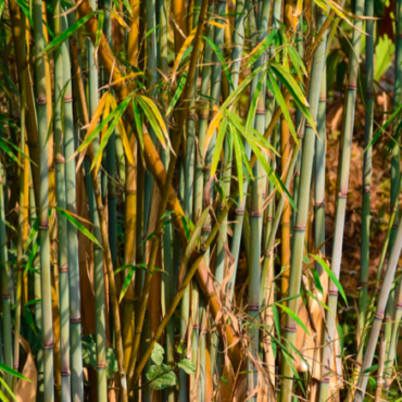 Plant Himalayan Bamboo