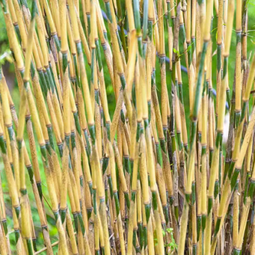 Plant Japanese Arrow Bamboo