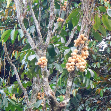 Plant Langsat Trees