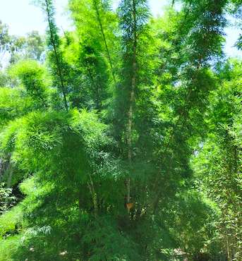 Plant Large Branch bamboo