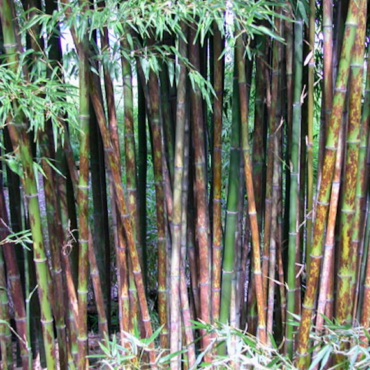 Plant Leopard Bamboo