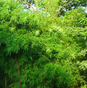 Plant Malabar Bamboo