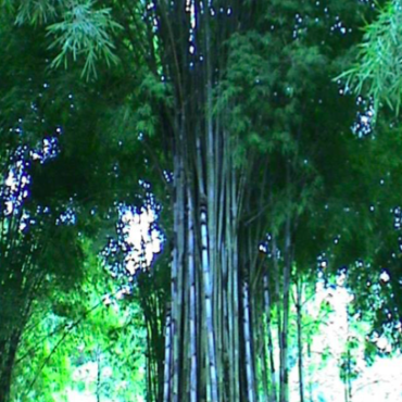 Plant Narangi Bamboo