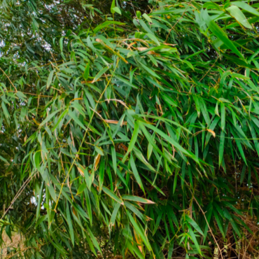 Plant Panda bamboo
