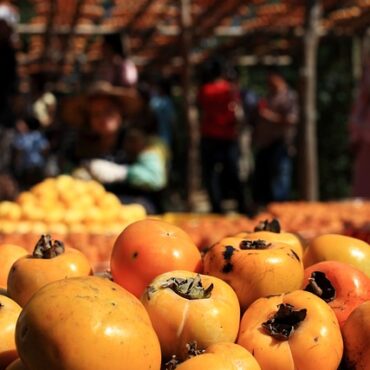 Plant Persimmon Fruit Trees