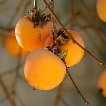 Plant Persimmon Fruit Trees
