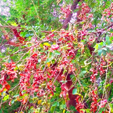Plant Jungli Jalebi