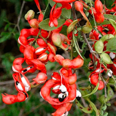 Plant Jungli Jalebi