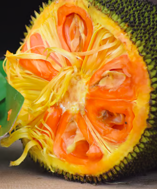 Plant Red Jackfruit