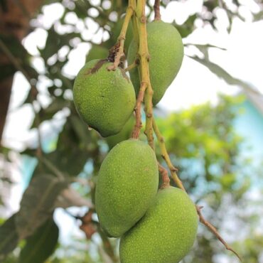 Plant Alphonso Mango