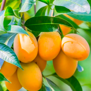 Plant Amrapali Mango Trees