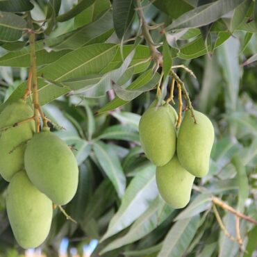 Plant Dasheri Mango Trees