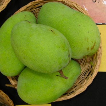 Plant Himsagar Mango trees