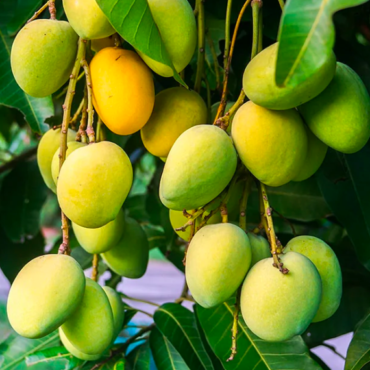 Plant Kesar Mango Trees