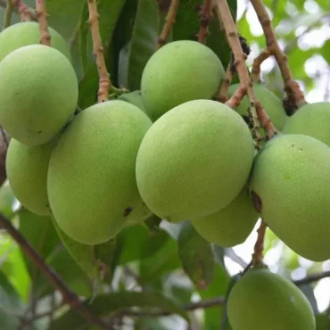Plant Langra Mango trees