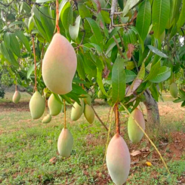 Plant Totapuri Mango trees