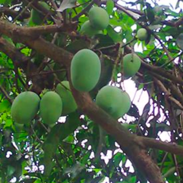 Plant Chausa Mango trees