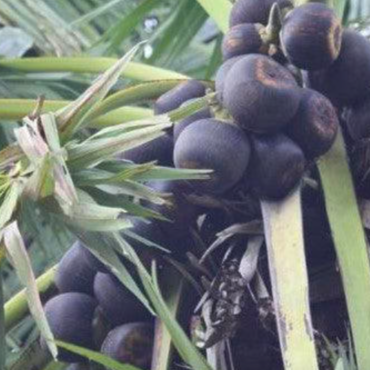Plant Ice Apple Trees ( Black Variety)